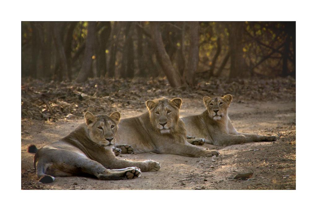 Asiatic Lion Lodge Sasan Gir Esterno foto